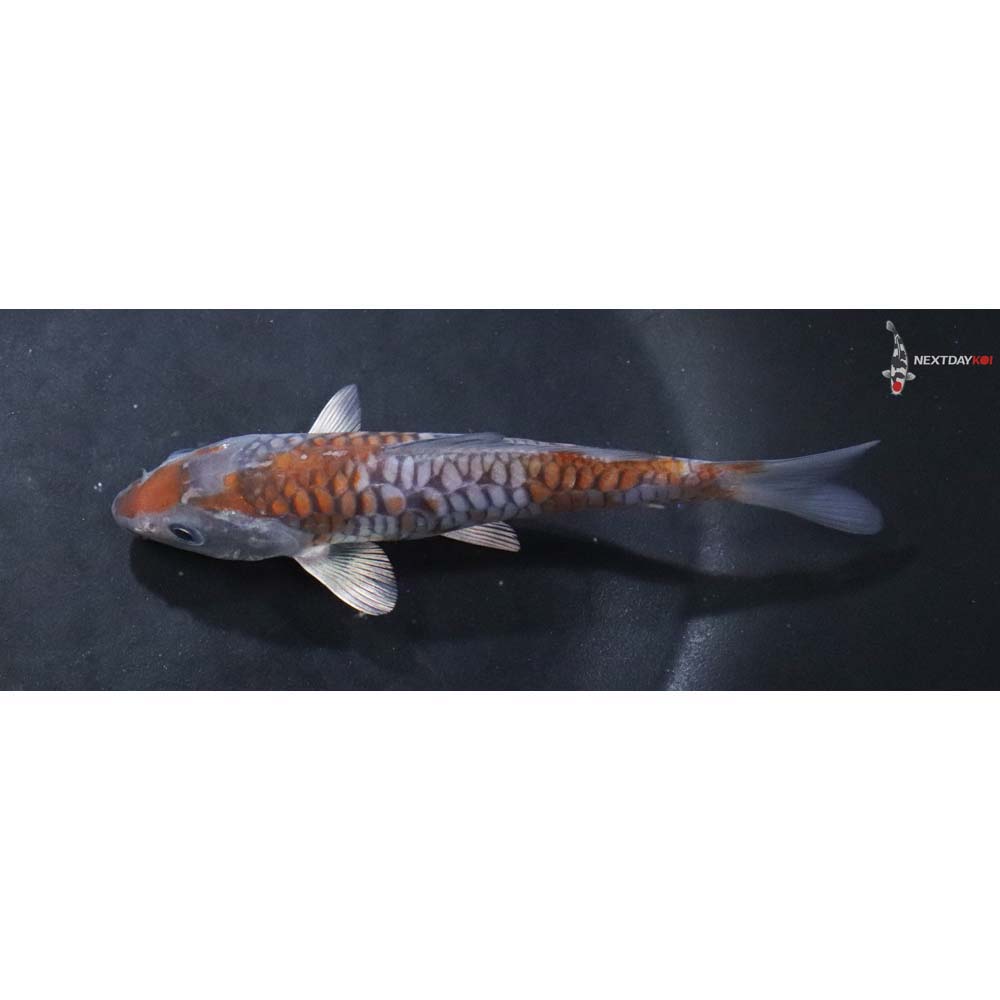 5” Armor Scaled Imported Ochiba Shigure