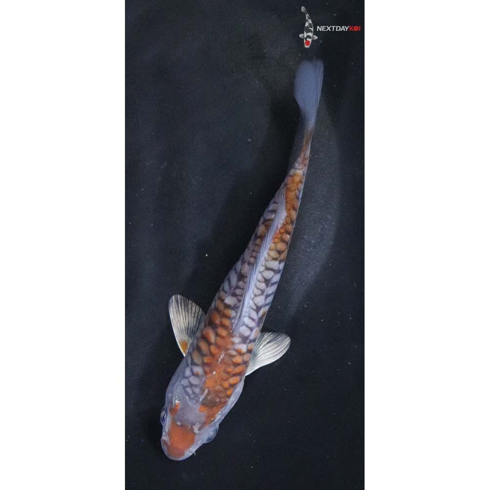 5” Armor Scaled Imported Ochiba Shigure