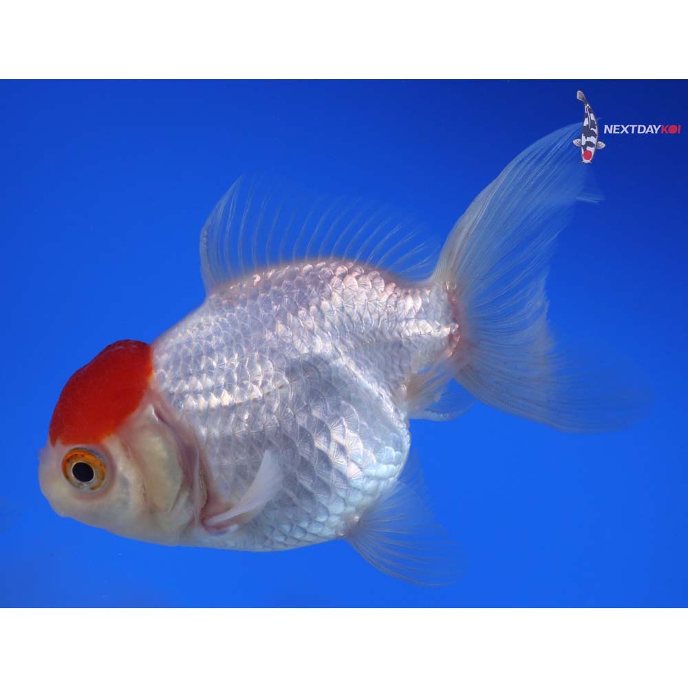 4” Imported Redcap Oranda
