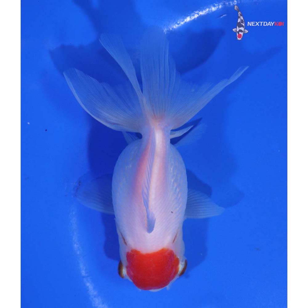 4” Imported Redcap Oranda