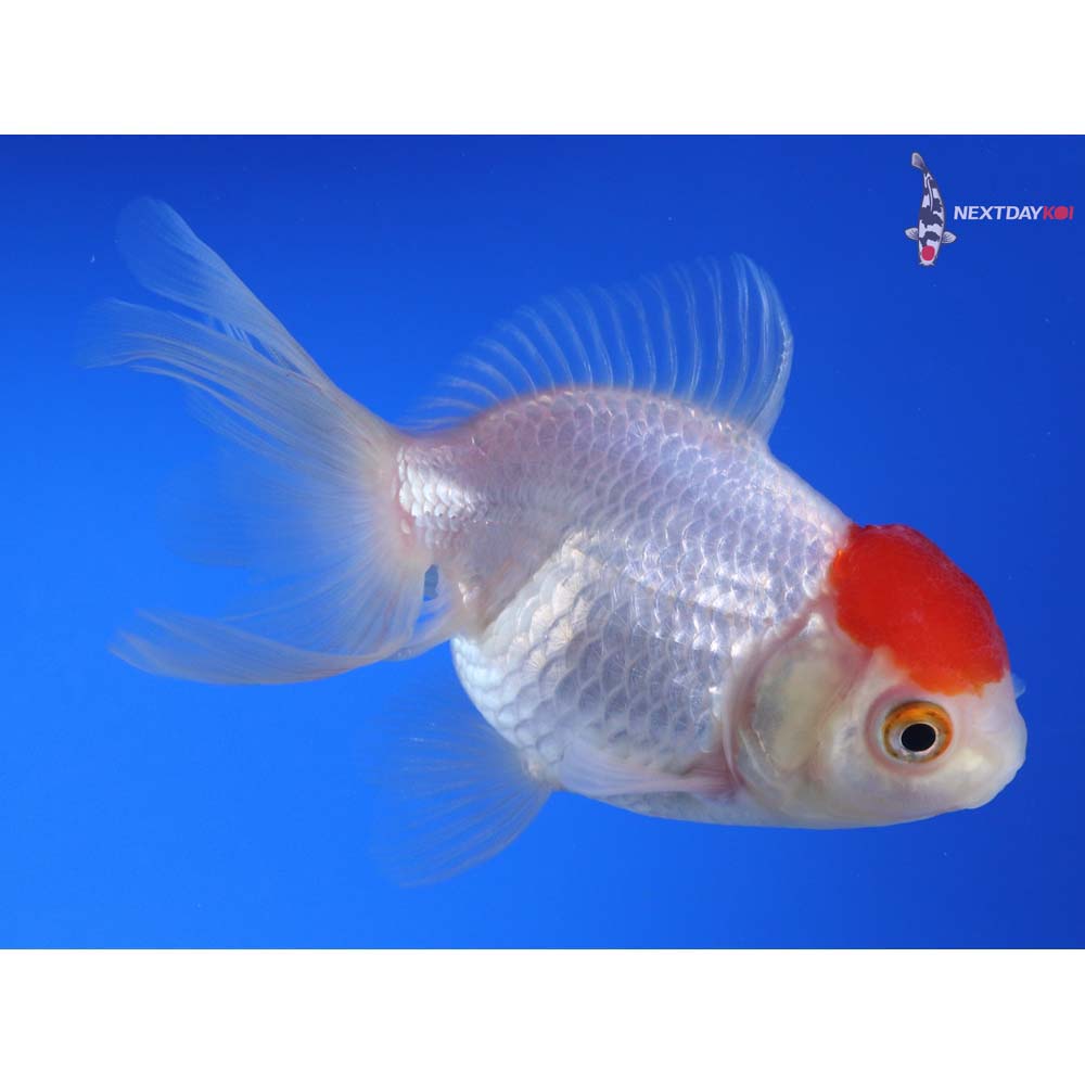 4” Imported Redcap Oranda