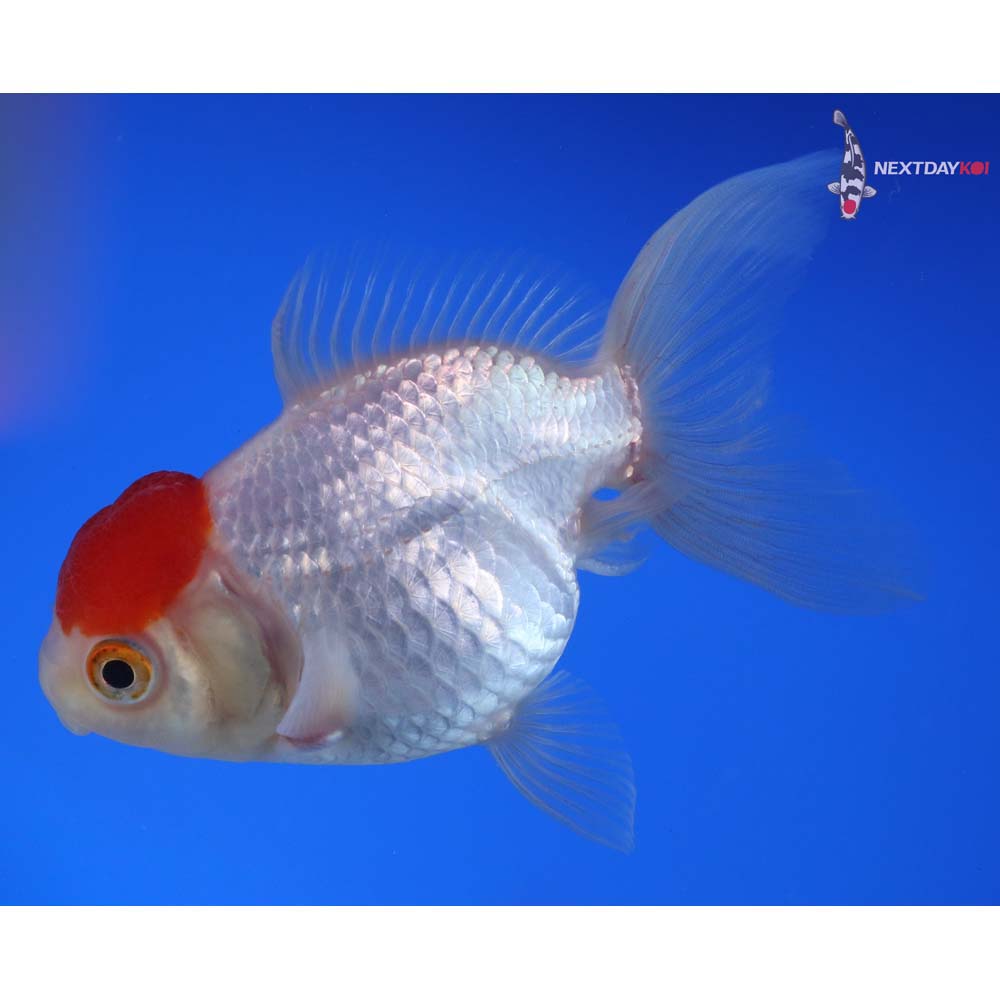 4” Imported Redcap Oranda