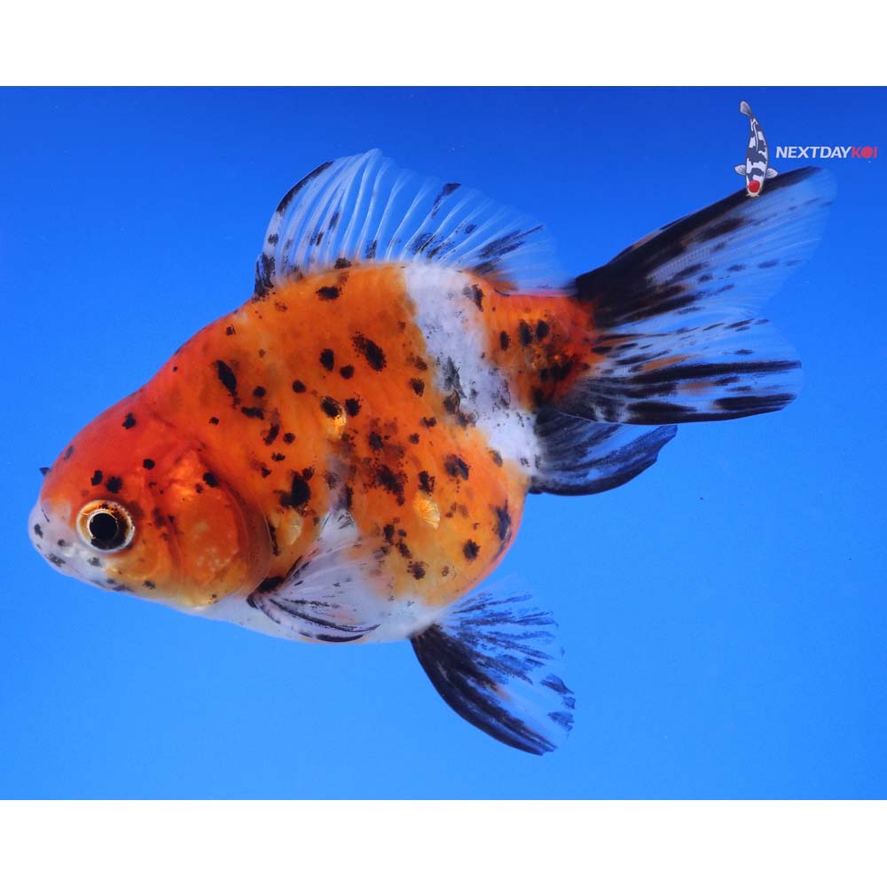 4.5” Imported Calico Ryukin