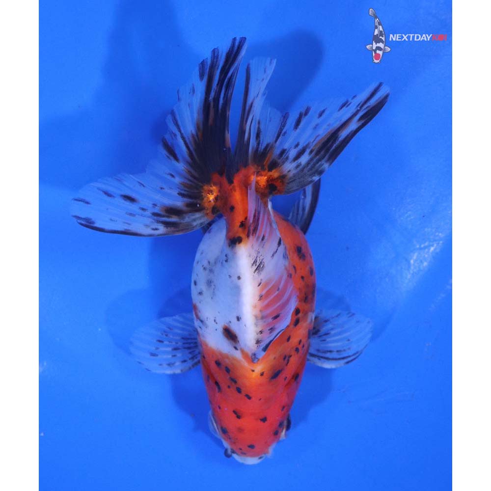 4.5” Imported Calico Ryukin