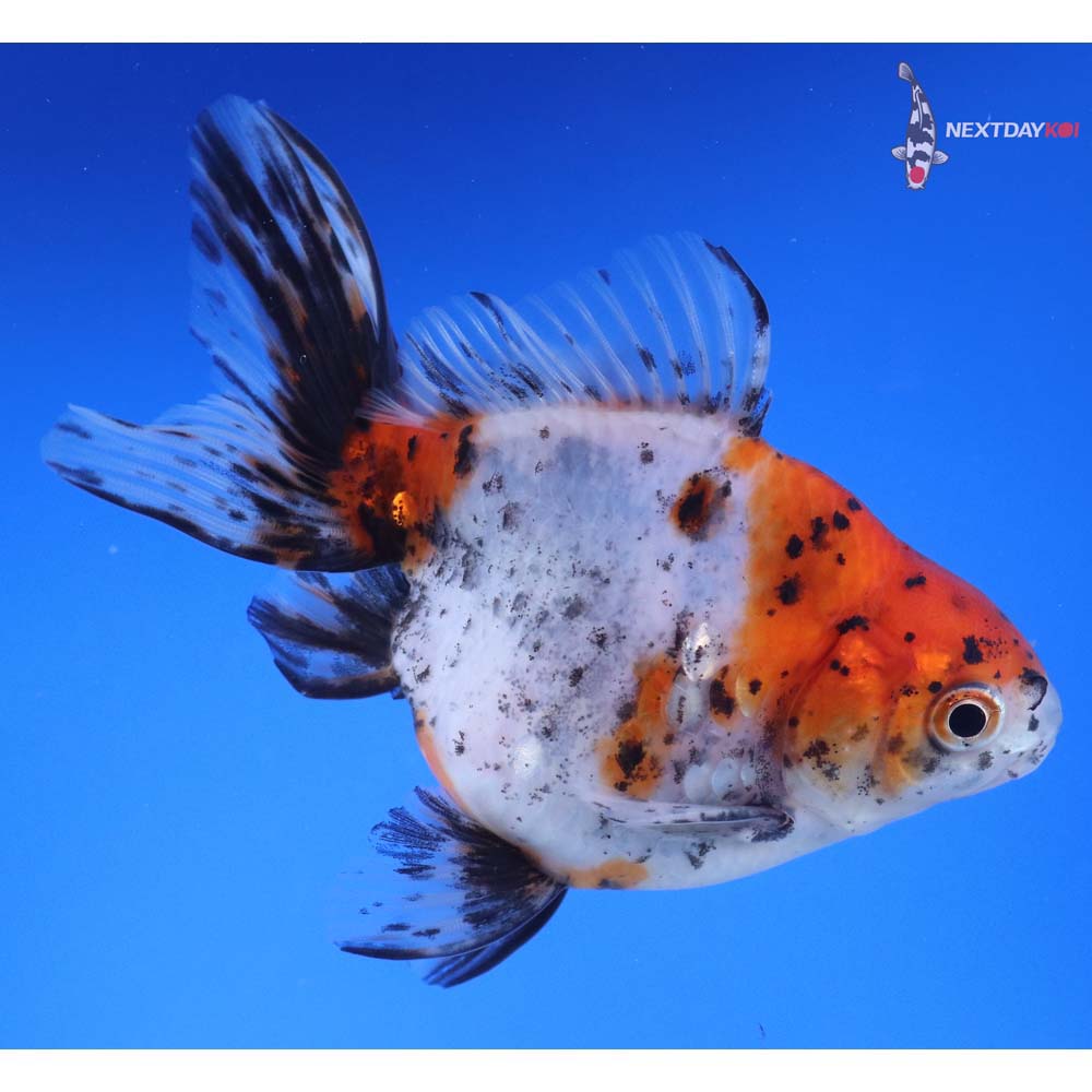 4.5” Imported Calico Ryukin
