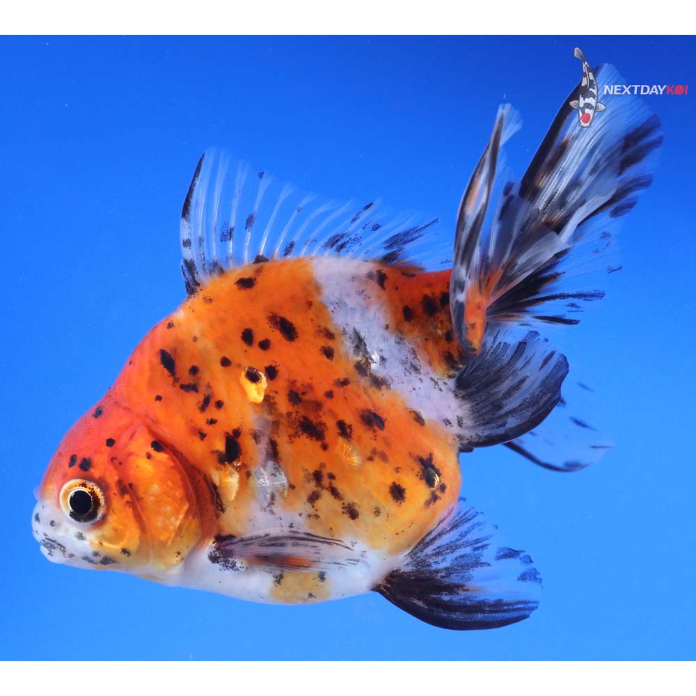 4.5” Imported Calico Ryukin