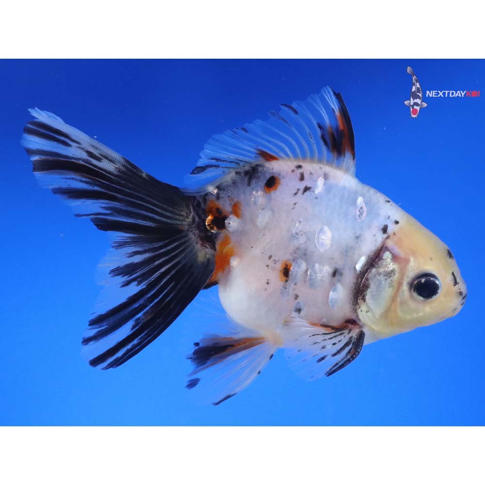 4.5” Imported Male Calico Ryukin