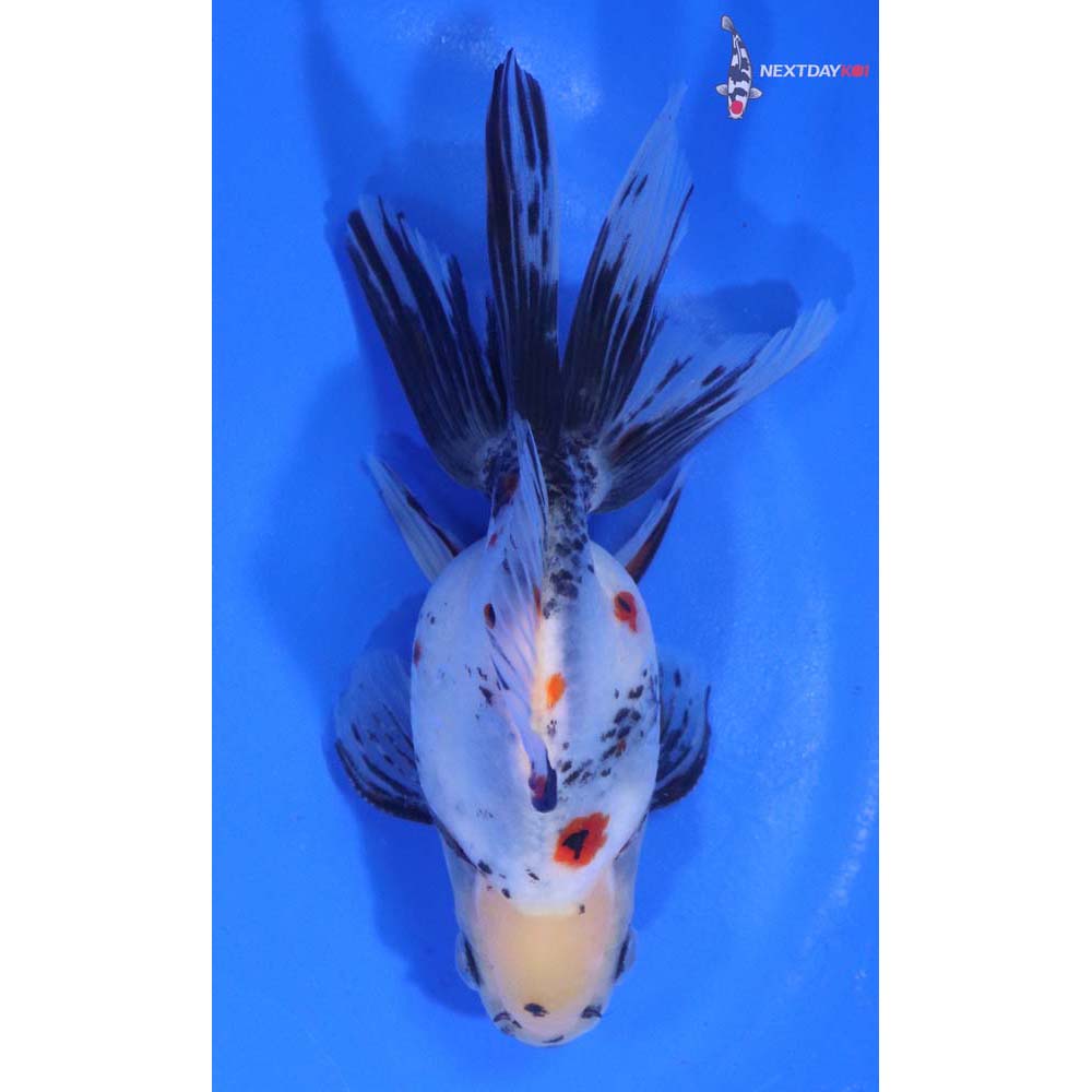4.5” Imported Male Calico Ryukin