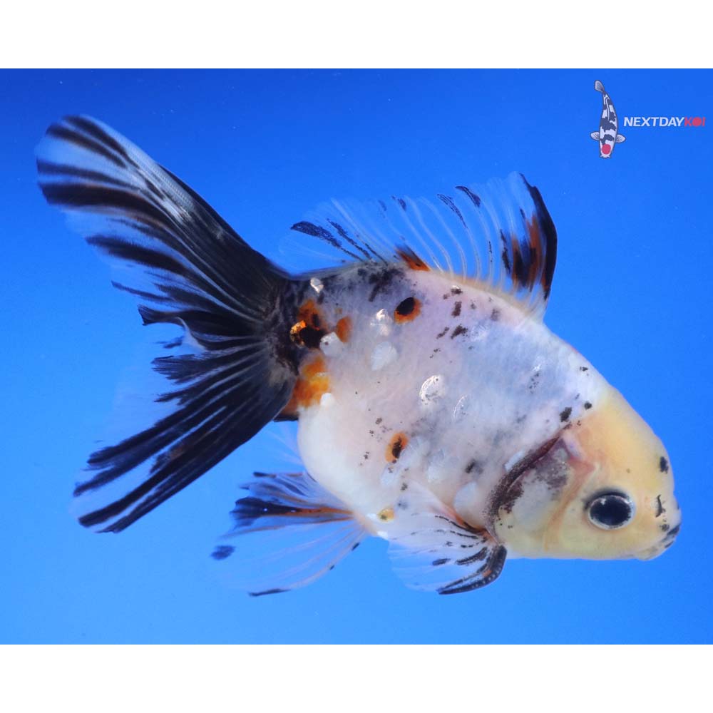 4.5” Imported Male Calico Ryukin