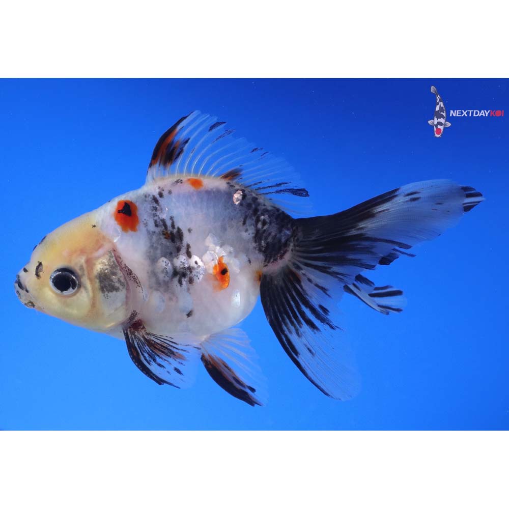 4.5” Imported Male Calico Ryukin