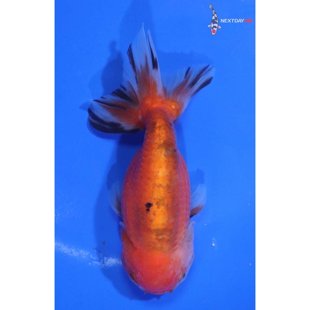 4.5” Imported Calico Ranchu