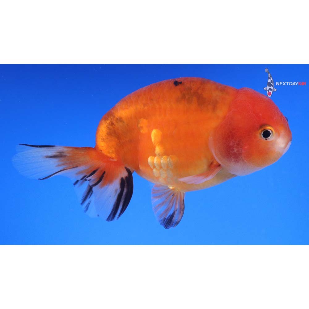4.5” Imported Calico Ranchu