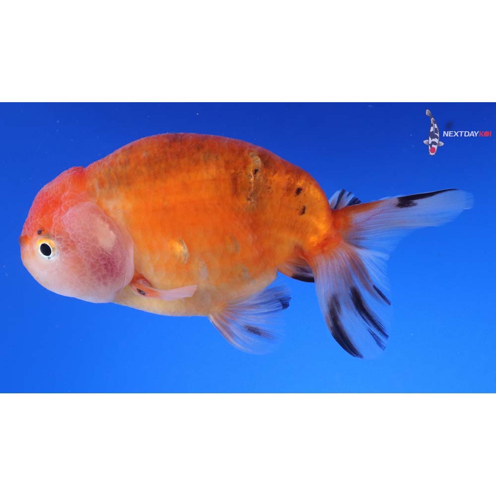 4.5” Imported Calico Ranchu