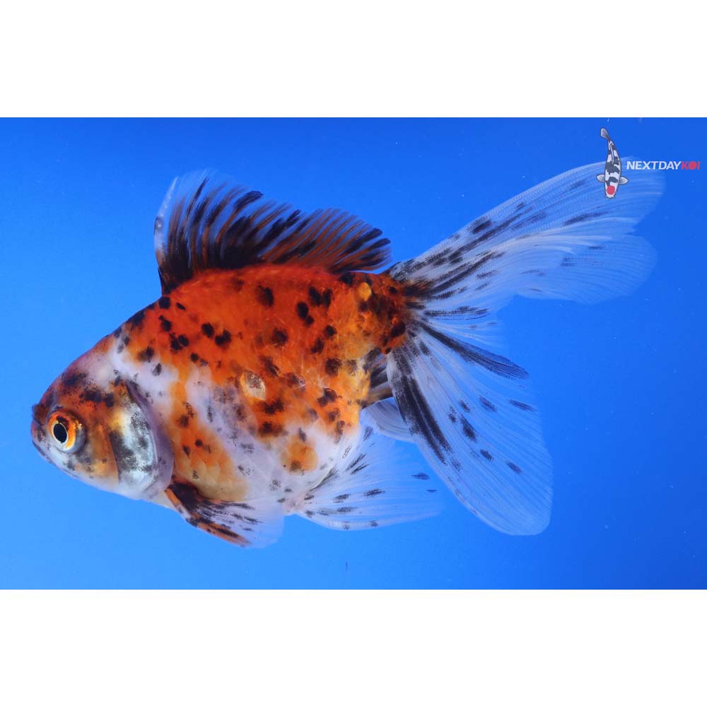 5” Imported Calico Ryukin