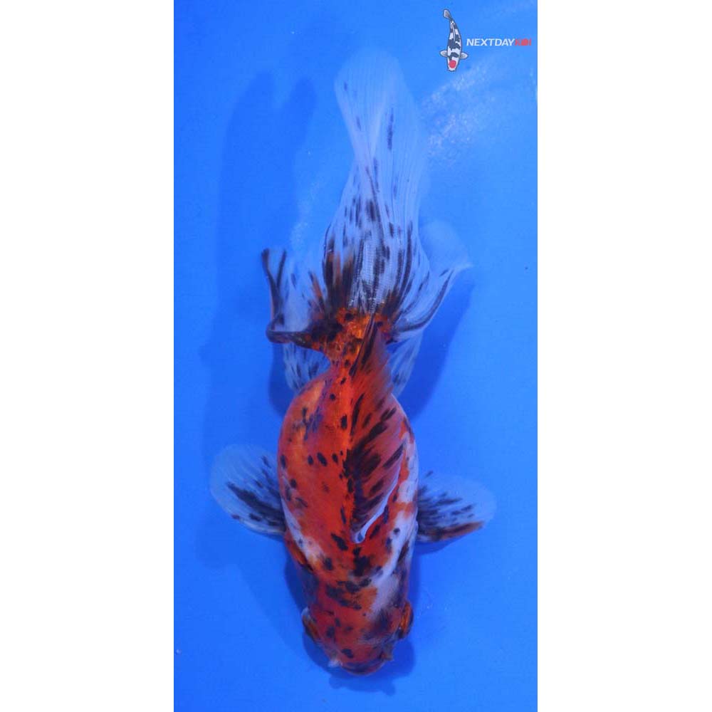 5” Imported Calico Ryukin