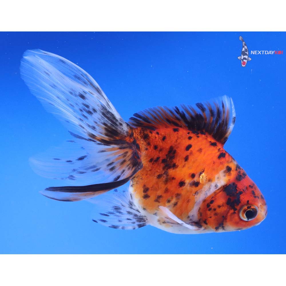 5” Imported Calico Ryukin