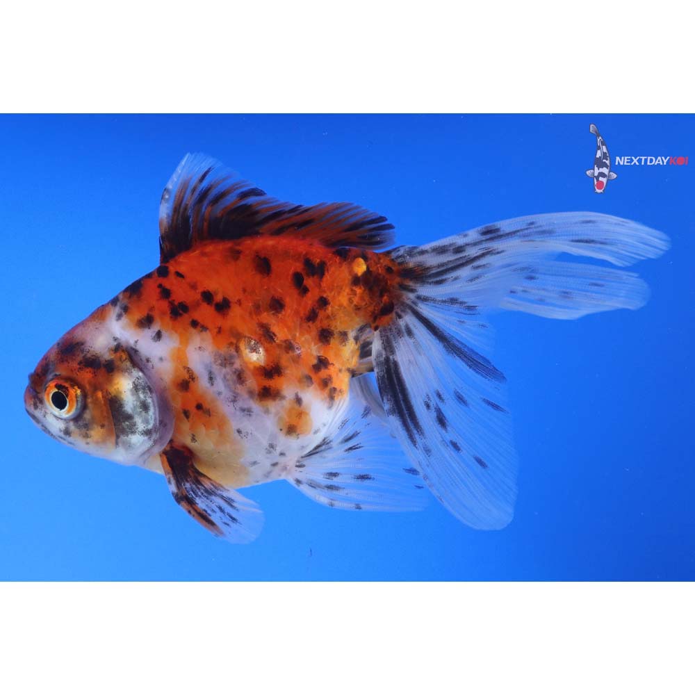 5” Imported Calico Ryukin