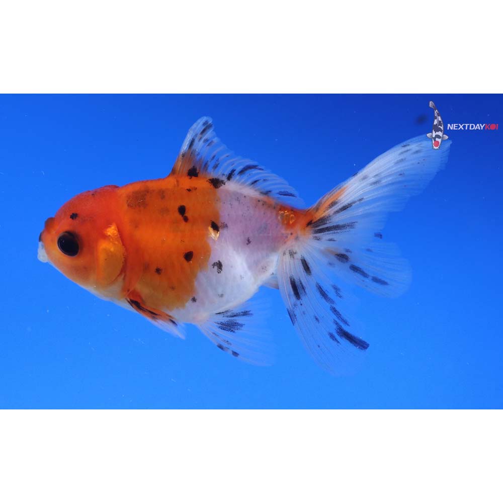 3.5” Imported Calico Oranda
