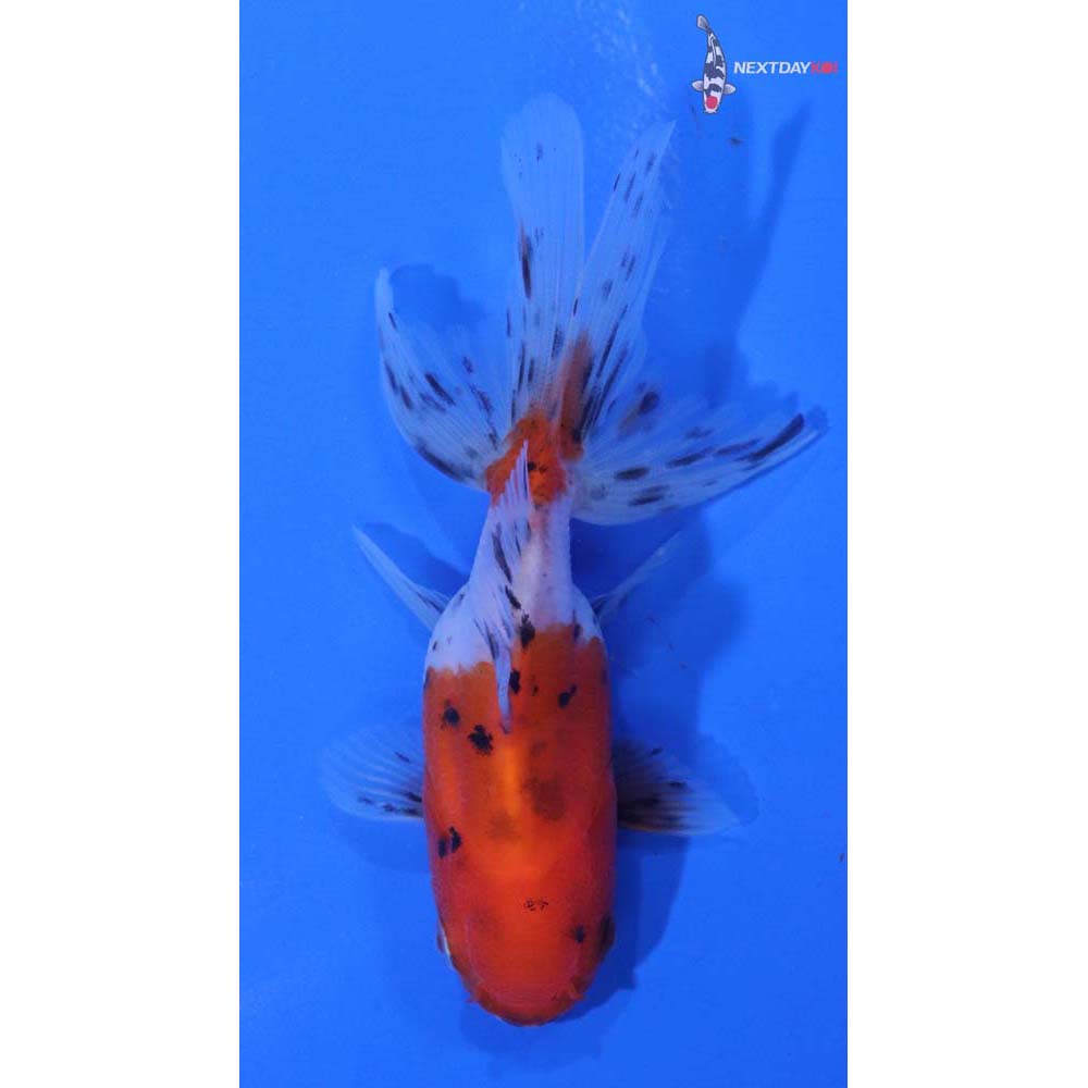 3.5” Imported Calico Oranda