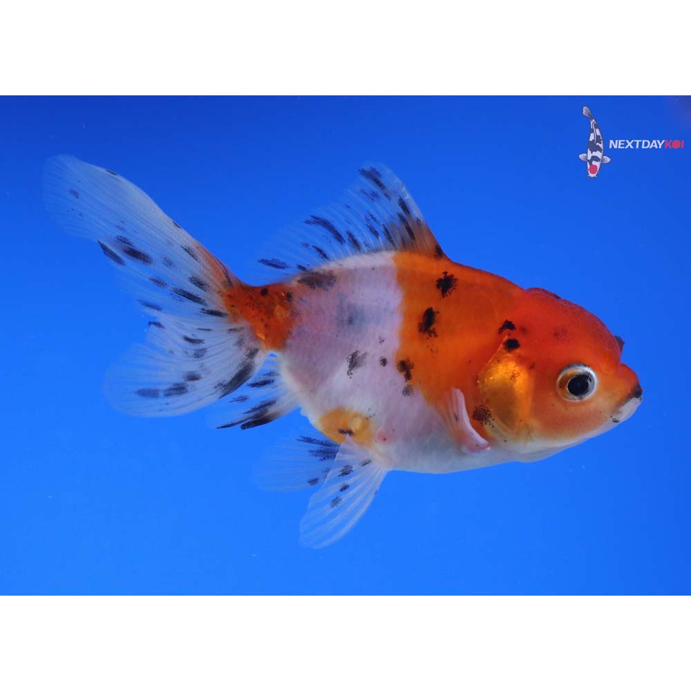 3.5” Imported Calico Oranda