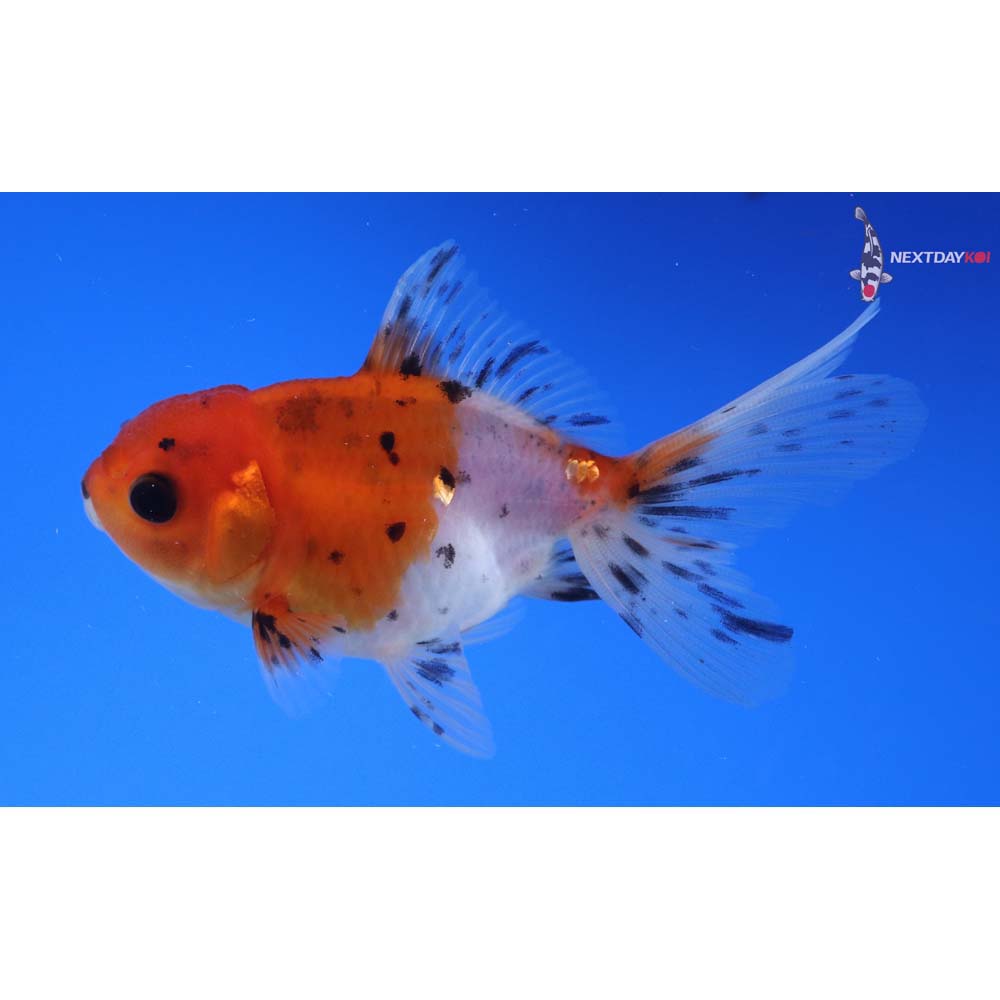 3.5” Imported Calico Oranda