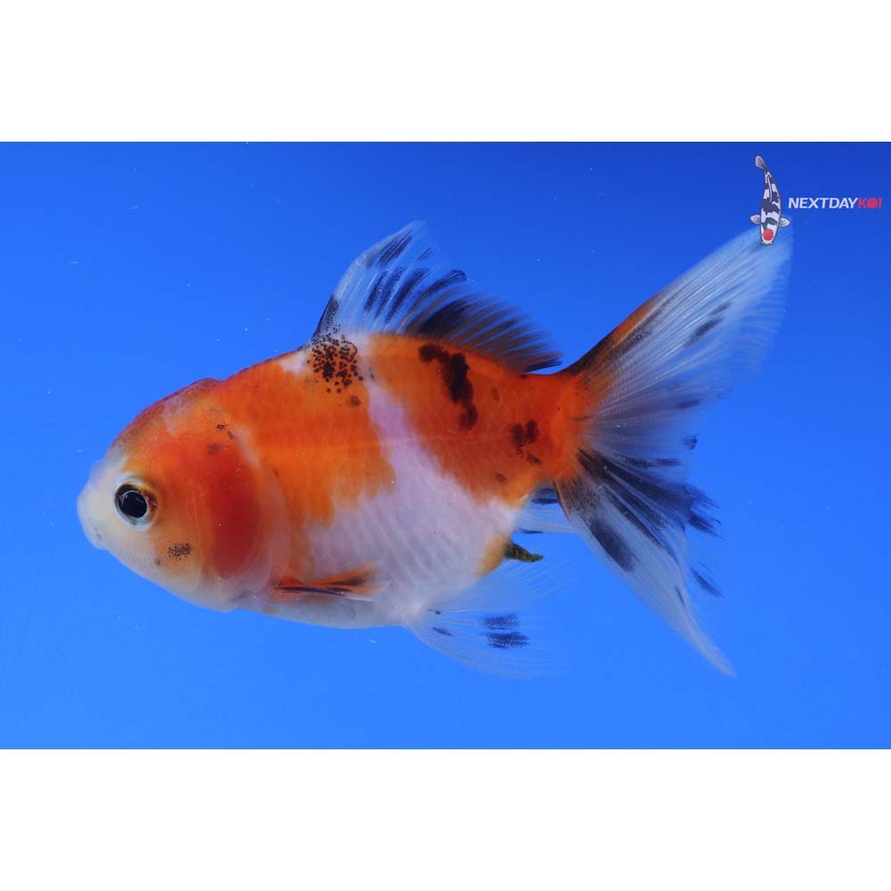 3” Imported Calico Oranda