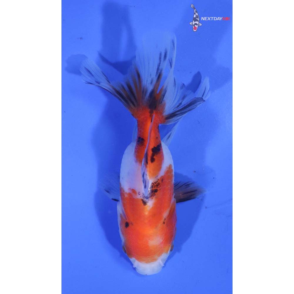 3” Imported Calico Oranda