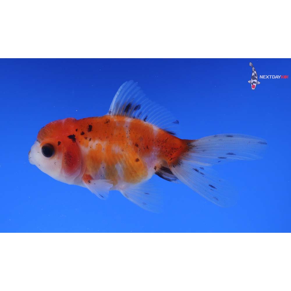 3.5” Imported Calico Oranda