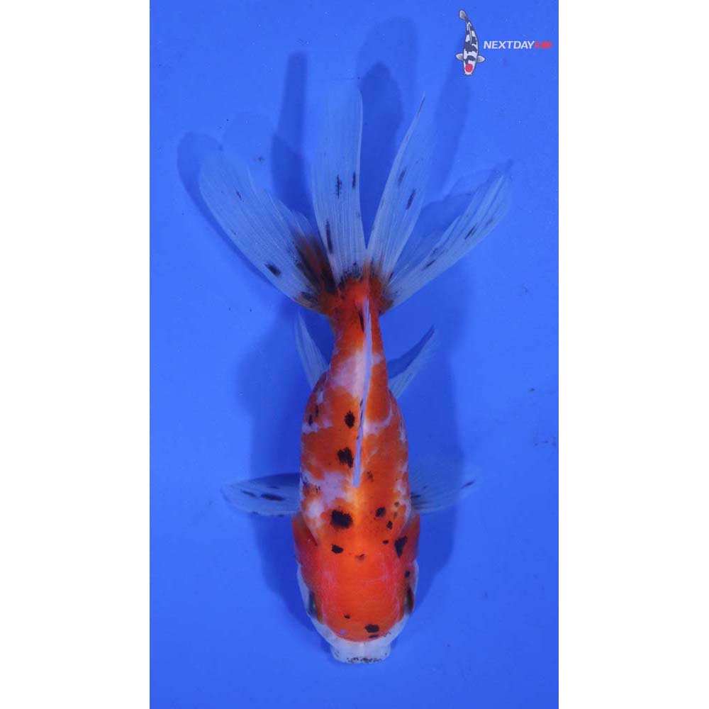 3.5” Imported Calico Oranda