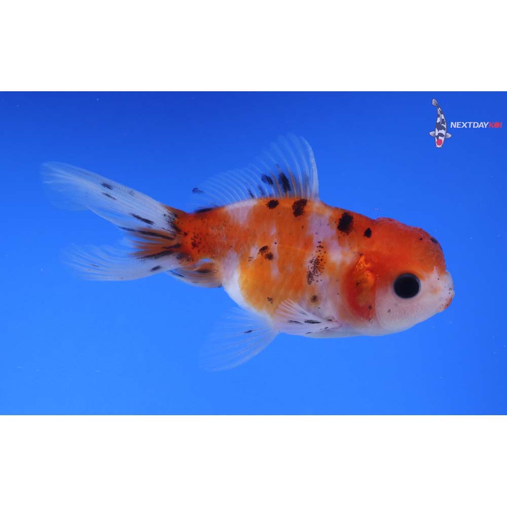 3.5” Imported Calico Oranda