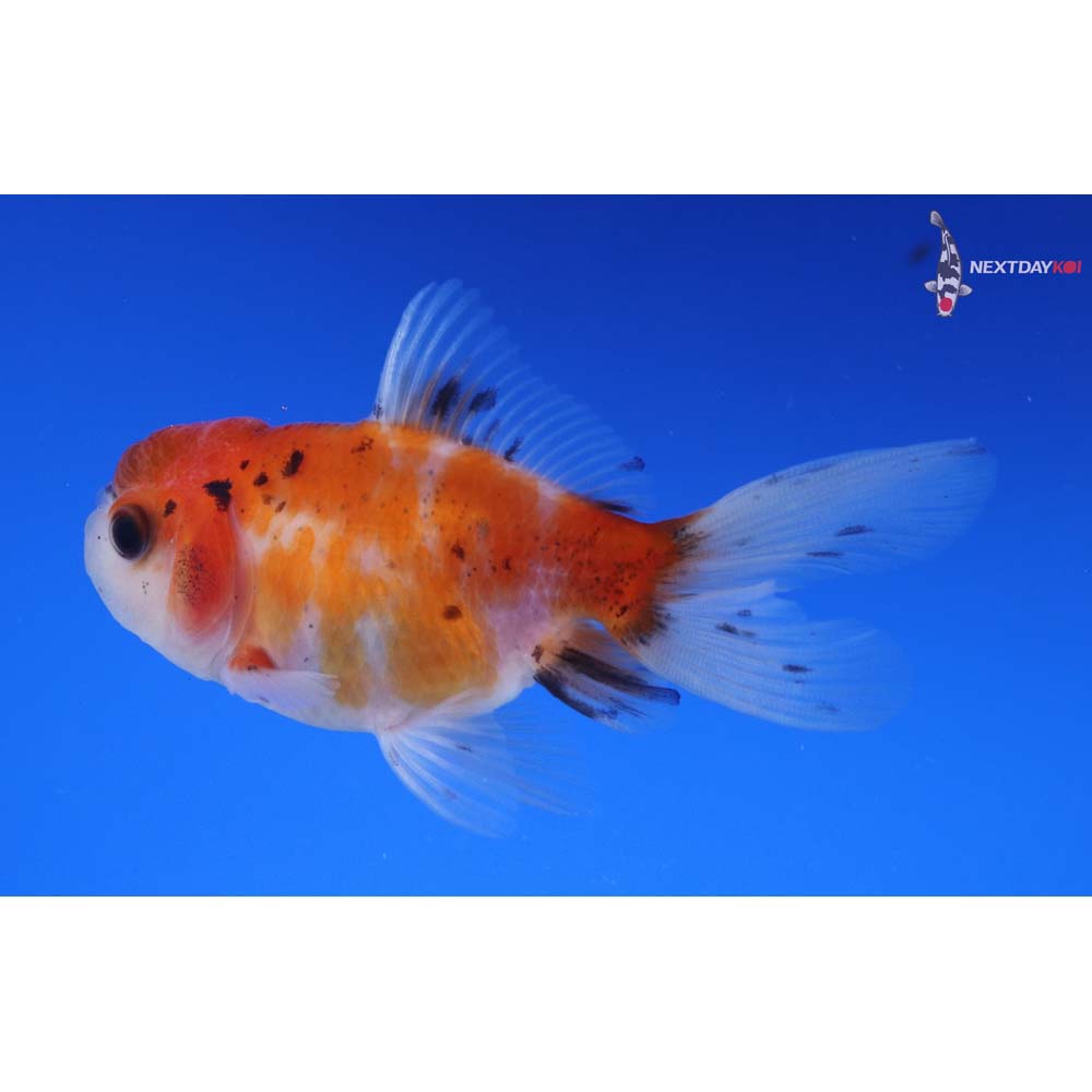 3.5” Imported Calico Oranda