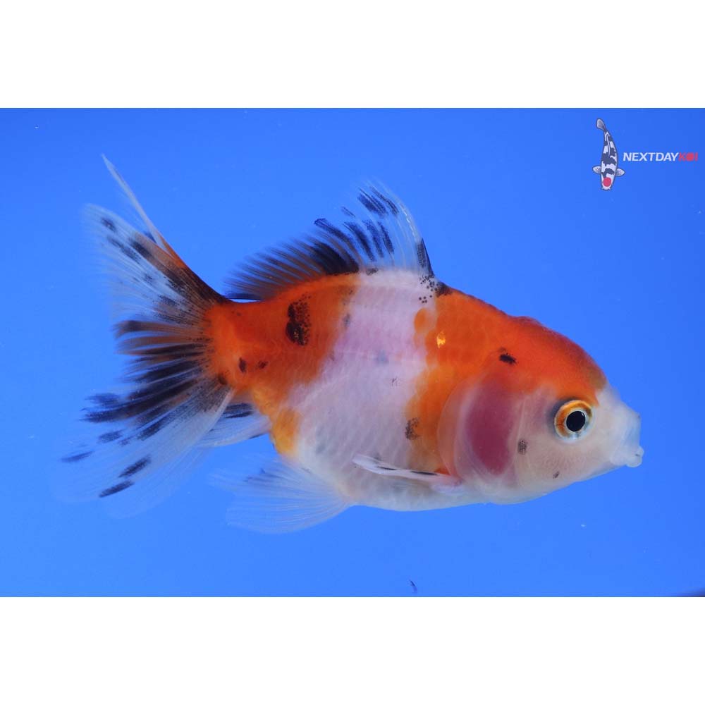 3” Imported Calico Oranda