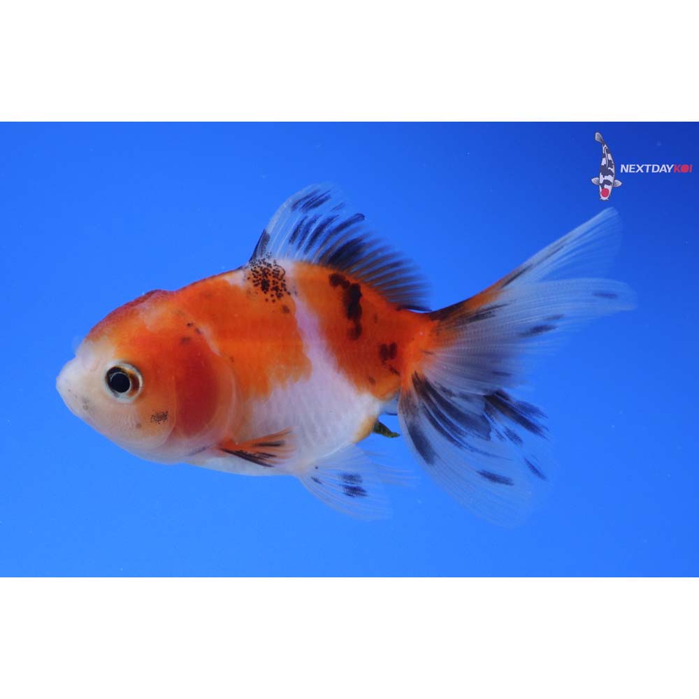 3” Imported Calico Oranda