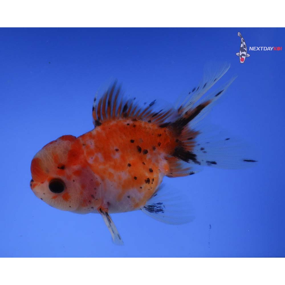 3.5” Imported Calico Oranda