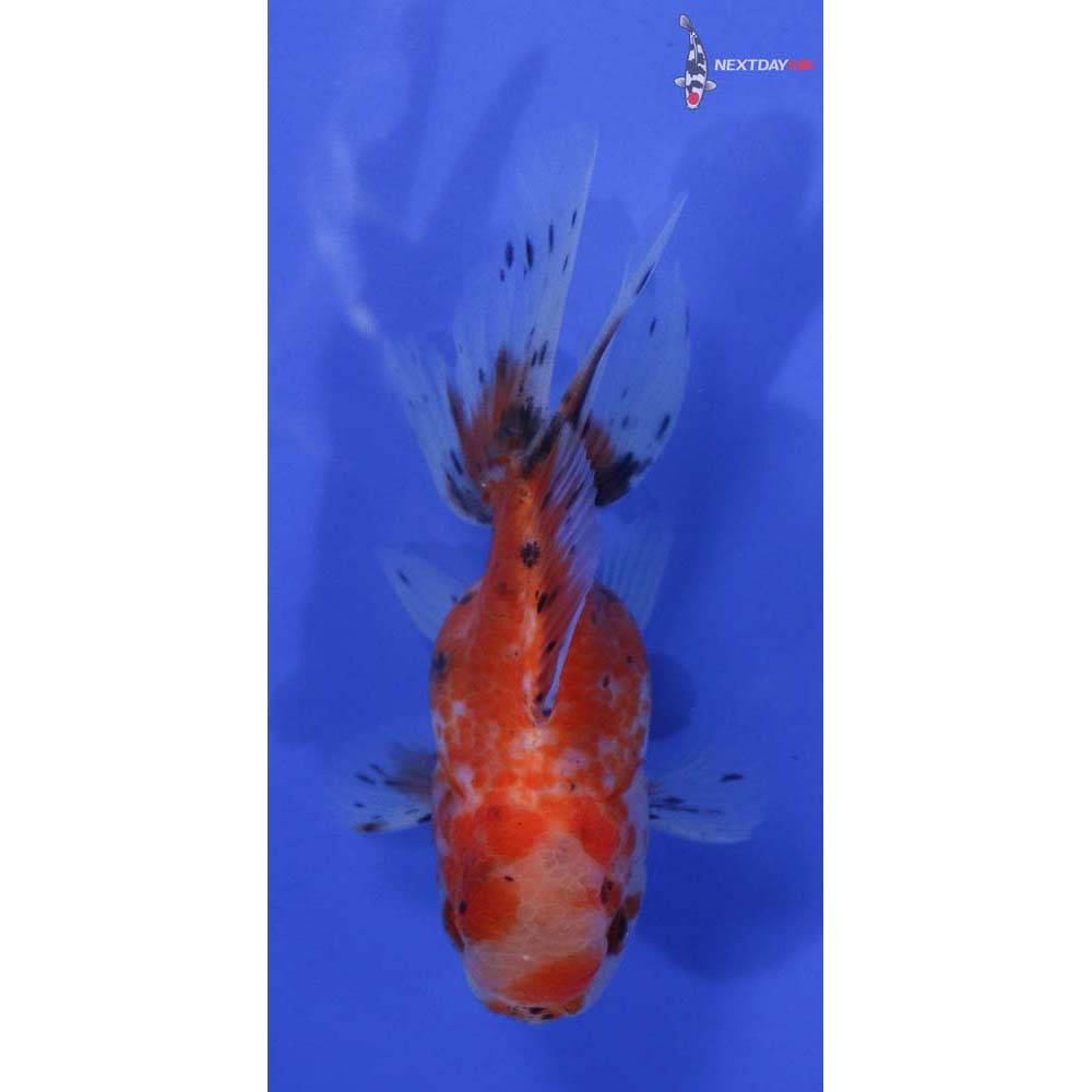 3.5” Imported Calico Oranda