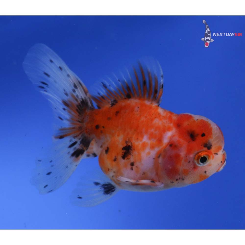 3.5” Imported Calico Oranda