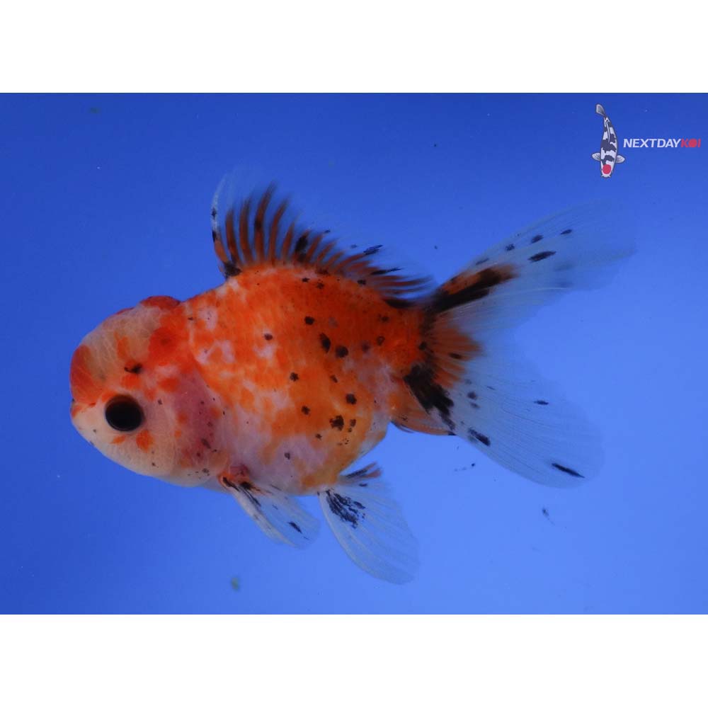 3.5” Imported Calico Oranda