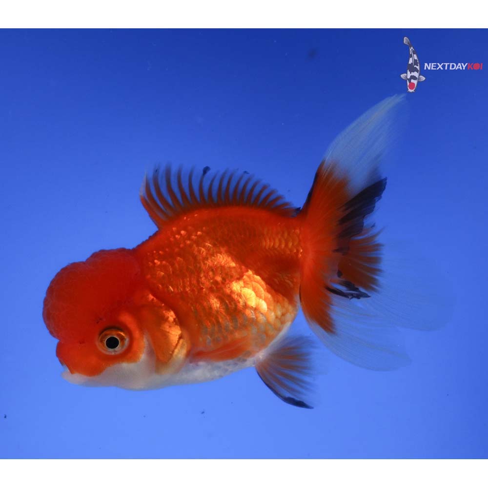 4.5” Imported Calico Oranda