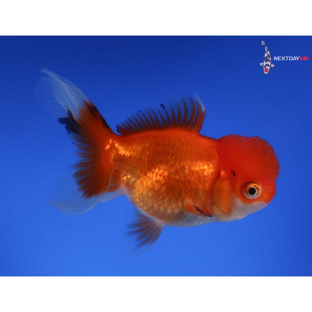 4.5” Imported Calico Oranda