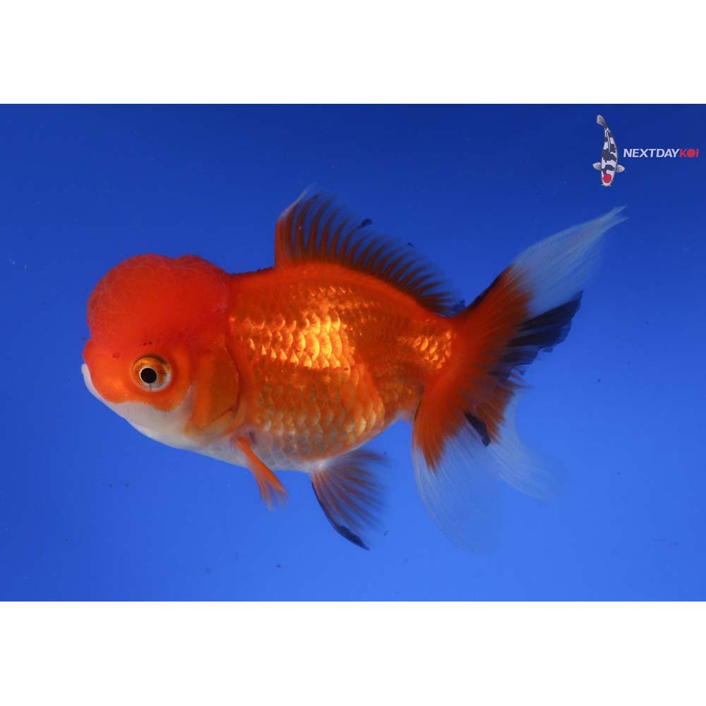 4.5” Imported Calico Oranda