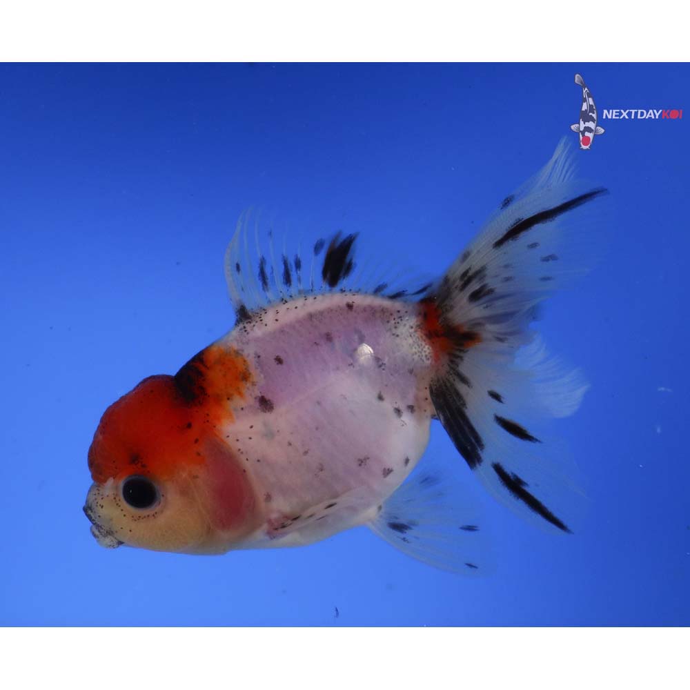 4” Imported Calico Oranda