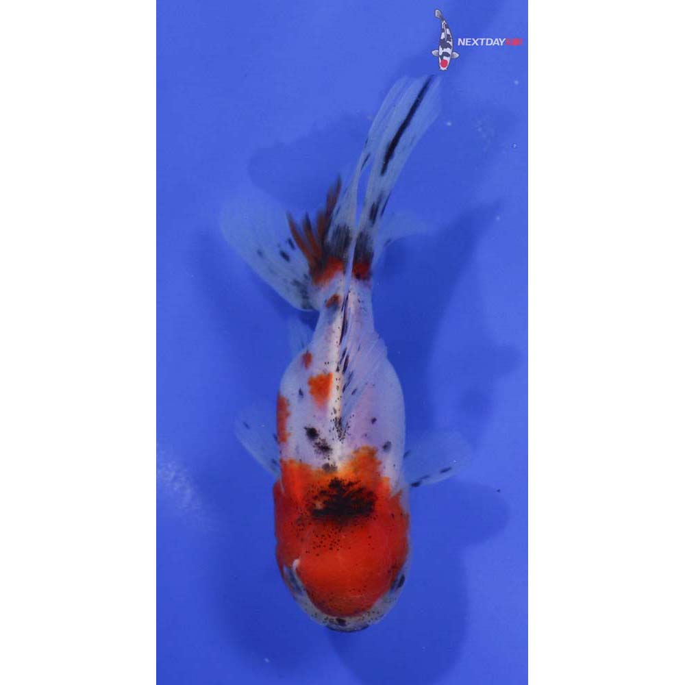 4” Imported Calico Oranda