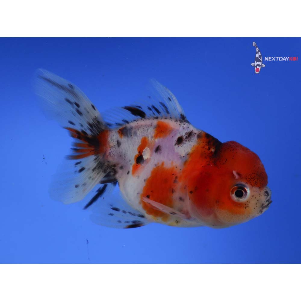 4” Imported Calico Oranda