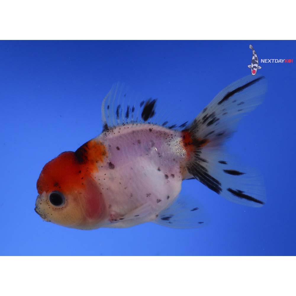 4” Imported Calico Oranda