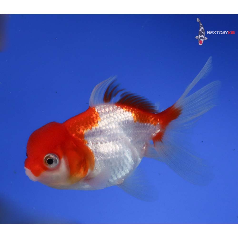 4” Imported Red and White Oranda