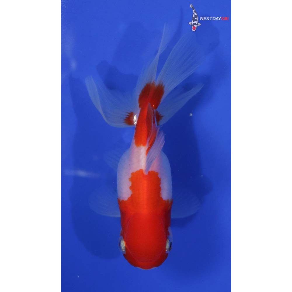 4” Imported Red and White Oranda