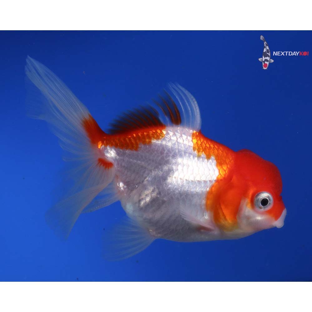 4” Imported Red and White Oranda