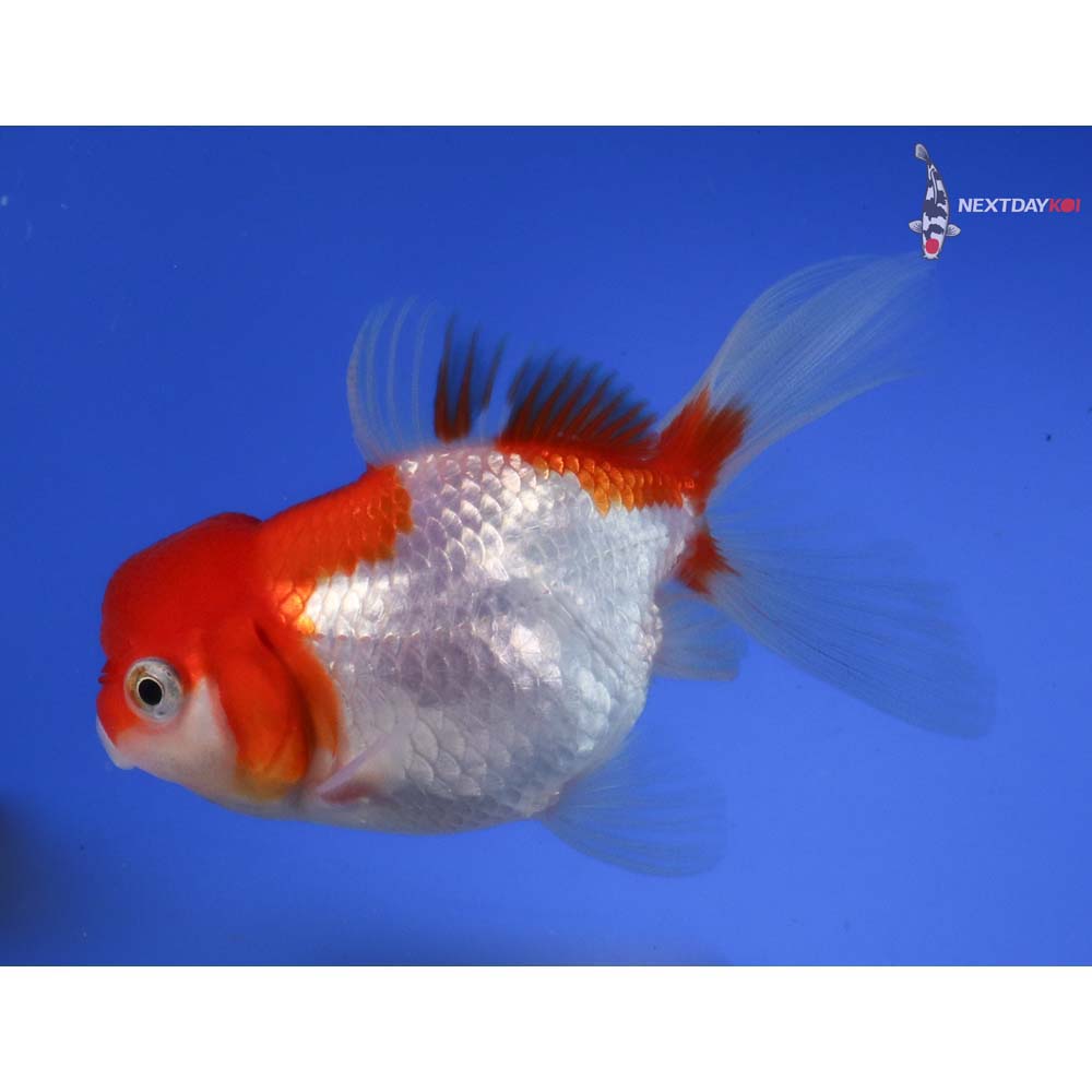 4” Imported Red and White Oranda
