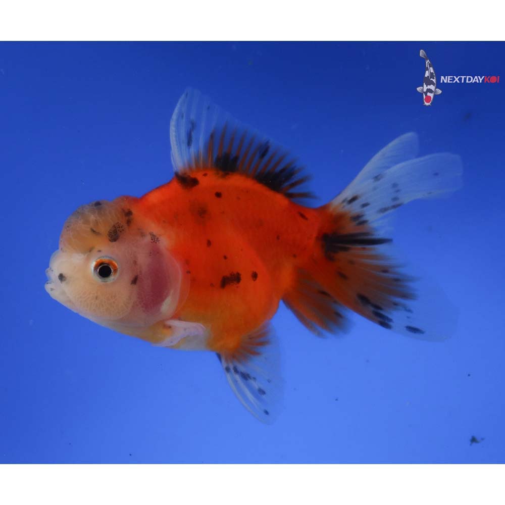 4” Imported Calico Oranda
