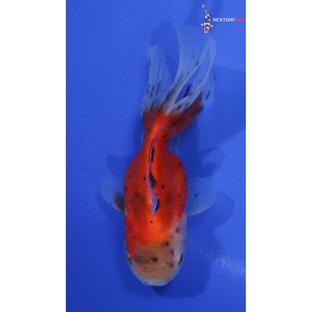4” Imported Calico Oranda